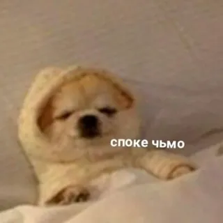 🐶 c3b916ea споке чьмо chien, sommeil, mème, drôle, animal, mignon telegram sticker