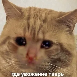 🐶 c8224b8c где уважение тварь chat, triste, mème, russe, animal telegram sticker