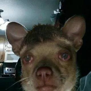 🐶 d70e92ab chien, animal, animal de compagnie, chihuahua, mignon, yeux telegram sticker