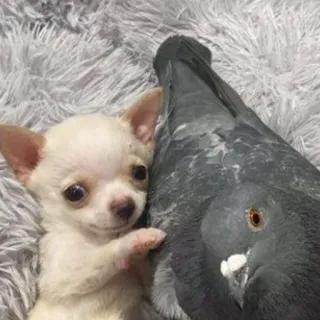 🐶 ecc10c9f chien, chihuahua, pigeon, animaux, animaux de compagnie, amitié telegram sticker