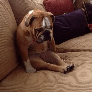 🐕 eddf6f99 chien, triste, canapé, bouledogue, animal, animal de compagnie telegram sticker