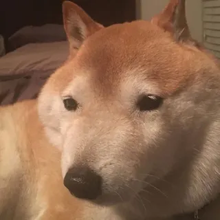 🐶 efc806bb chien, shiba inu, animal de compagnie, animal, mignon, animal domestique, mammifère telegram sticker