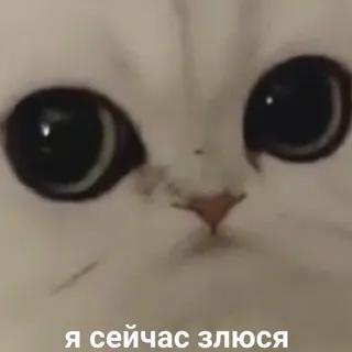 🐶 efe5a6c5 Я сейчас злюсь chat, en colère, mème, mignon, animal, chat blanc, russe telegram sticker