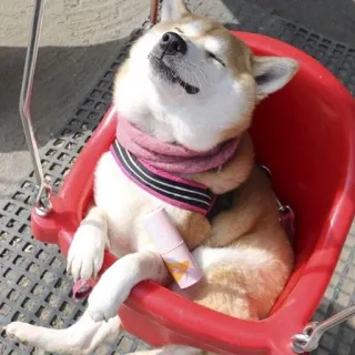 🐶 f43a80a9 chien, shiba inu, relaxant, animal de compagnie, animal, mignon telegram sticker