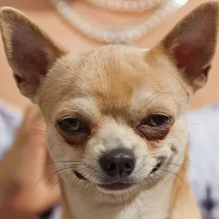 🐶 f59c7f4e chihuahua, chien, animal de compagnie, animal, mignon, petit chien, drôle telegram sticker