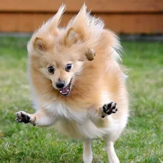 🐶 f628fe76 chien, poméranien, mignon, animal, animal de compagnie, chiot, joyeux telegram sticker