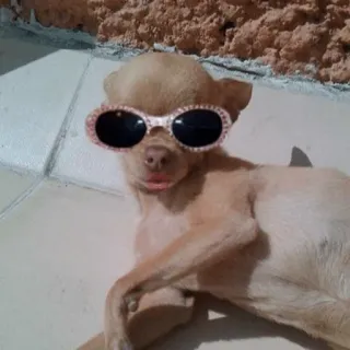 🐕 f917efa0 chien, lunettes de soleil, animal de compagnie, animal, drôle, mignon telegram sticker