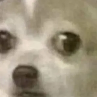 🐶 fd8b32dc chien, animal, animal de compagnie, gros plan, yeux, animal domestique telegram sticker