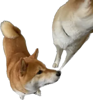 🐕 bfdac7c9 개, 시바견, 동물, 애완동물, 강아지, 귀여운 telegram sticker