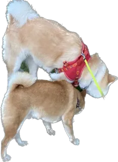 🐕 ef1f3802 개, 시바견, 장난기 많은, 동물, 야외, 애완 동물 telegram sticker