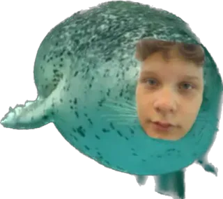 🦭 fb2a2beb 물개, 얼굴, 동물, 밈, 웃긴, 이상한, 기묘한 telegram sticker