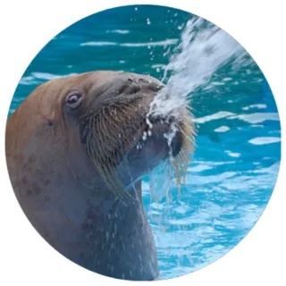 Моржи(@alp_stickers) telegram stickers