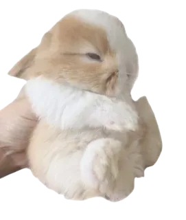 🐰 b6c2222b 兔子, 兔兔, 动物, 可爱, 宠物, 家养 whatsapp sticker