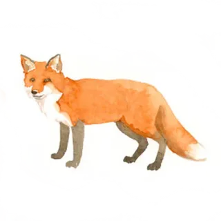 🦊 9ee0e725 狐狸, 动物, 野生动物, 水彩, 自然, 森林, 哺乳动物 telegram sticker