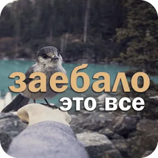 😮‍💨 00fc42e5 заебало это все russe, offensant, frustration, oiseau, nature, texte telegram sticker