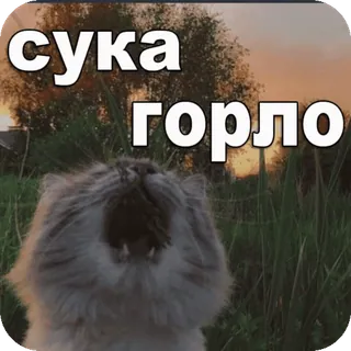 🤒 7d9b17e1 сука горло chat, offensant, russe, jurons telegram sticker