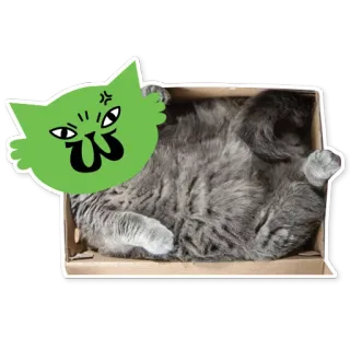 😑 61e1b8da แมว, กล่อง, สติกเกอร์, สัตว์, น่ารัก, สัตว์เลี้ยง, การ์ตูน telegram sticker