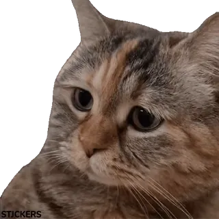 🥺 395f0082 кот, милый, животное, домашняя кошка, полосатый кот, питомец telegram sticker