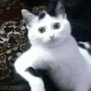🥸 8b752e37 @STJCKERS кот, стикер, животное, мем, смешной telegram sticker