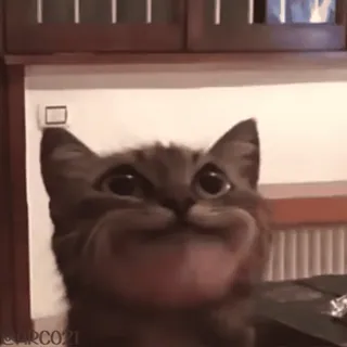 🥰 9ffc785f кот, животное, милый, смешной, мем, котенок, питомец, домашнее животное telegram sticker