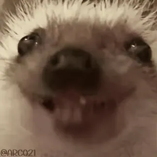 🥹 e544da70 @ARC021 Ёж, Животное, Мем, Смешной, Портрет, Милый, Дикая природа telegram sticker