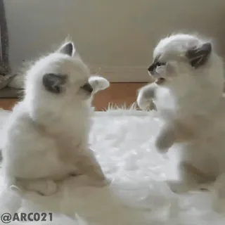 🥰 ee185656 @ARC021 котята, кошки, животные, милые, питомцы telegram sticker