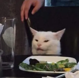 😨 091b2841 แมว, มีม, สัตว์, แมวขาว, ตลก, สลัด, โต๊ะ telegram sticker