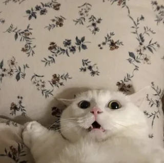😨 1032cae1 แมว, แมวขาว, สัตว์, สัตว์เลี้ยง, น่ารัก, ตลก telegram sticker