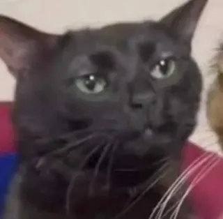 😑 1709456c แมว, สัตว์, สัตว์เลี้ยง, มีม, แมวดำ, ตลก telegram sticker