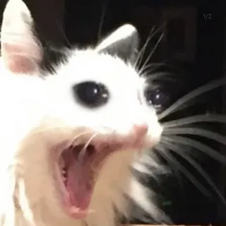 😨 1a0b76ff แมว, กรี๊ด, สัตว์, ตลก, มีม, แมวขาว telegram sticker