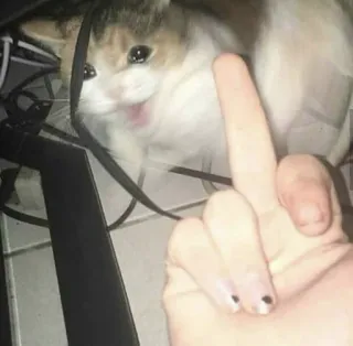 😨 1b82bfff แมว, นิ้วกลาง, หยาบคาย, ท่าทาง, สัตว์ telegram sticker