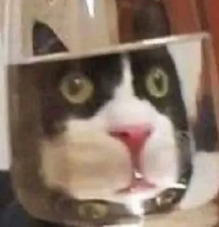 😐 23927d35 แมว, สัตว์เลี้ยง, สัตว์, แก้ว, ตลก, น่ารัก telegram sticker