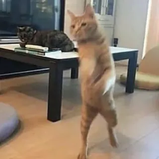 😨 2dc0a15b แมว, แมวยืน, แมวตลก, สัตว์, สัตว์เลี้ยง telegram sticker