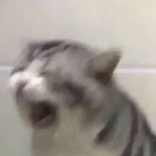 😩 375d9d41 แมว, สัตว์, มีม, เบลอ telegram sticker