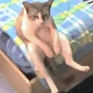 😨 3906b6d1 แมว, สัตว์, สัตว์เลี้ยง, แมวบ้าน, นั่ง, ตลก telegram sticker