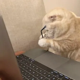 🧐 4c6104a6 แมว, แว่นตา, แล็ปท็อป, สัตว์, สัตว์เลี้ยง, ทำงาน, พิมพ์ telegram sticker