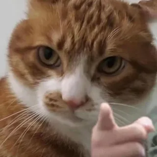 👈 4d2b6e94 แมว, แมวส้ม, สัตว์, ยกนิ้ว, ตลก, มีม telegram sticker