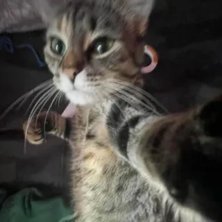 🤛 4d2dee55 แมว, เซลฟี่, สัตว์, สัตว์เลี้ยง, แมวบ้าน, ถ่ายภาพ telegram sticker