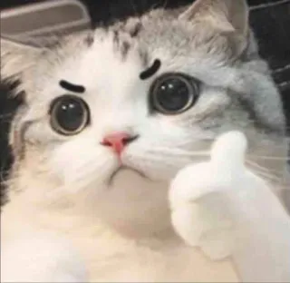 👍 55542943 แมว, ยกนิ้ว, น่ารัก, สัตว์, มีม telegram sticker