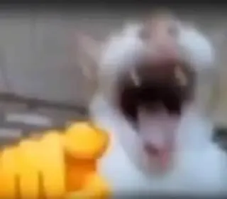 😹 556a1cc7 telegram sticker