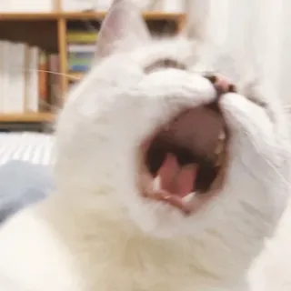 😨 5d11433f แมว, หาว, สัตว์, สัตว์เลี้ยง, สัตว์เลี้ยงในบ้าน, แมวขาว, น่ารัก telegram sticker