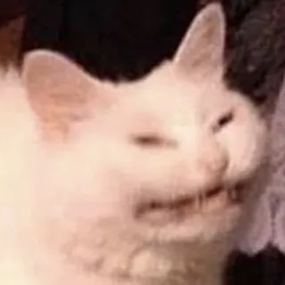 😨 5ef63228 แมว, มีม, สัตว์, ตลก, แมวขาว, แมวสเมิร์จ telegram sticker