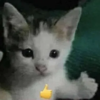 👍 6aec2591 แมว, ลูกแมว, ยกนิ้วให้, อิโมจิ, สัตว์, บวก, น่ารัก telegram sticker