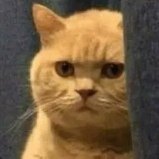 😨 6fd85e12 แมว, สัตว์, มีม, สัตว์เลี้ยง, ตลก, แมวบ้าน, น่ารัก, ภาพเหมือน telegram sticker