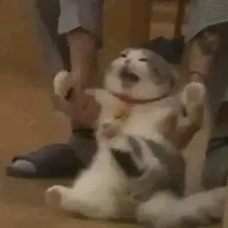 😨 735e153f แมว, มีม, ตลก, สัตว์, สัตว์เลี้ยง telegram sticker