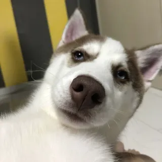 😨 775577e7 หมา, ฮัสกี้, สัตว์เลี้ยง, สัตว์, น่ารัก, ภาพเหมือน telegram sticker