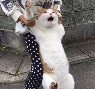 😨 7d3ac06b แมว, สัตว์, สัตว์เลี้ยง, สัตว์เลี้ยงในบ้าน, สัตว์เลี้ยงลูกด้วยนม, น่ารัก, ตลก telegram sticker