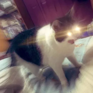 😩 7da2afd0 แมว, สัตว์, สัตว์เลี้ยง, สัตว์บ้าน, สัตว์ตระกูลแมว telegram sticker