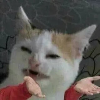 😨 7e5720bb แมว, มีม, ตลก, สัตว์, ท่าทาง, ยักไหล่, สับสน, สีหน้า telegram sticker