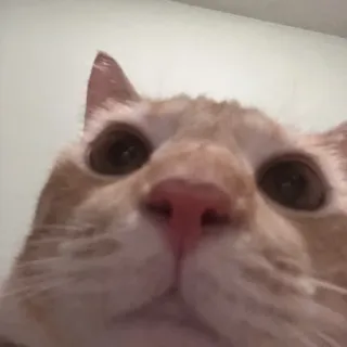 😨 806ad3b8 แมว, สัตว์เลี้ยง, สัตว์, แมวบ้าน, แมว, แมวส้ม, หน้า telegram sticker